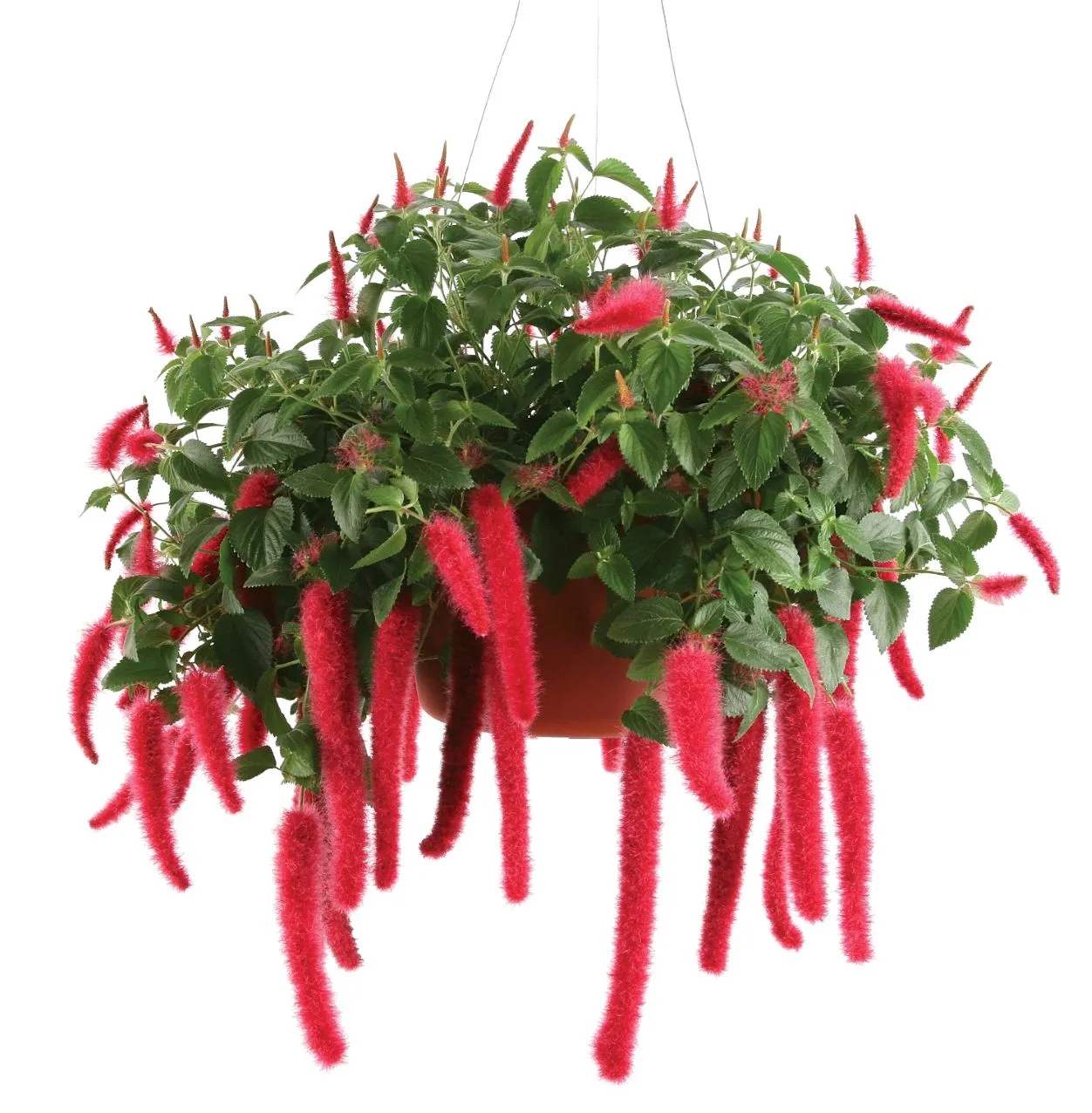 Acalypha