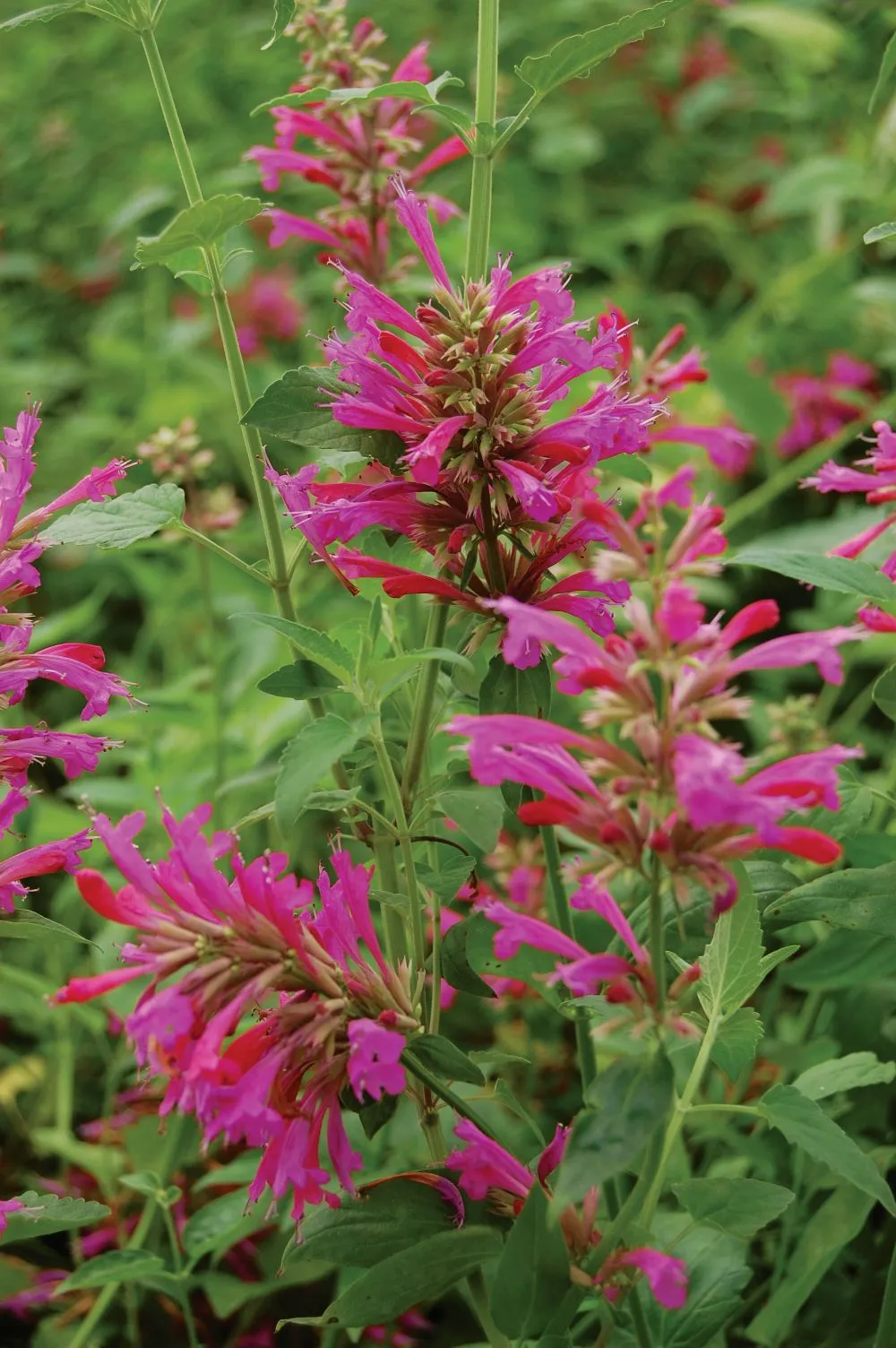 Agastache Heatwave - s Jaldety ©