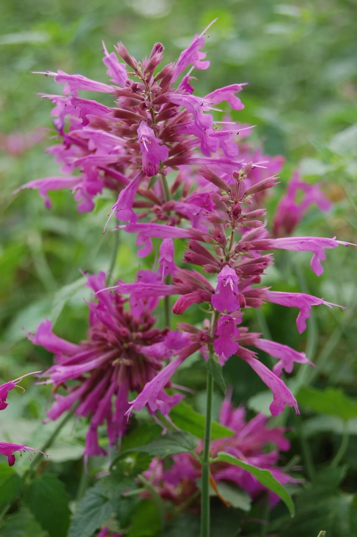 Agastache Red Fortune®- s Jaldety ©
