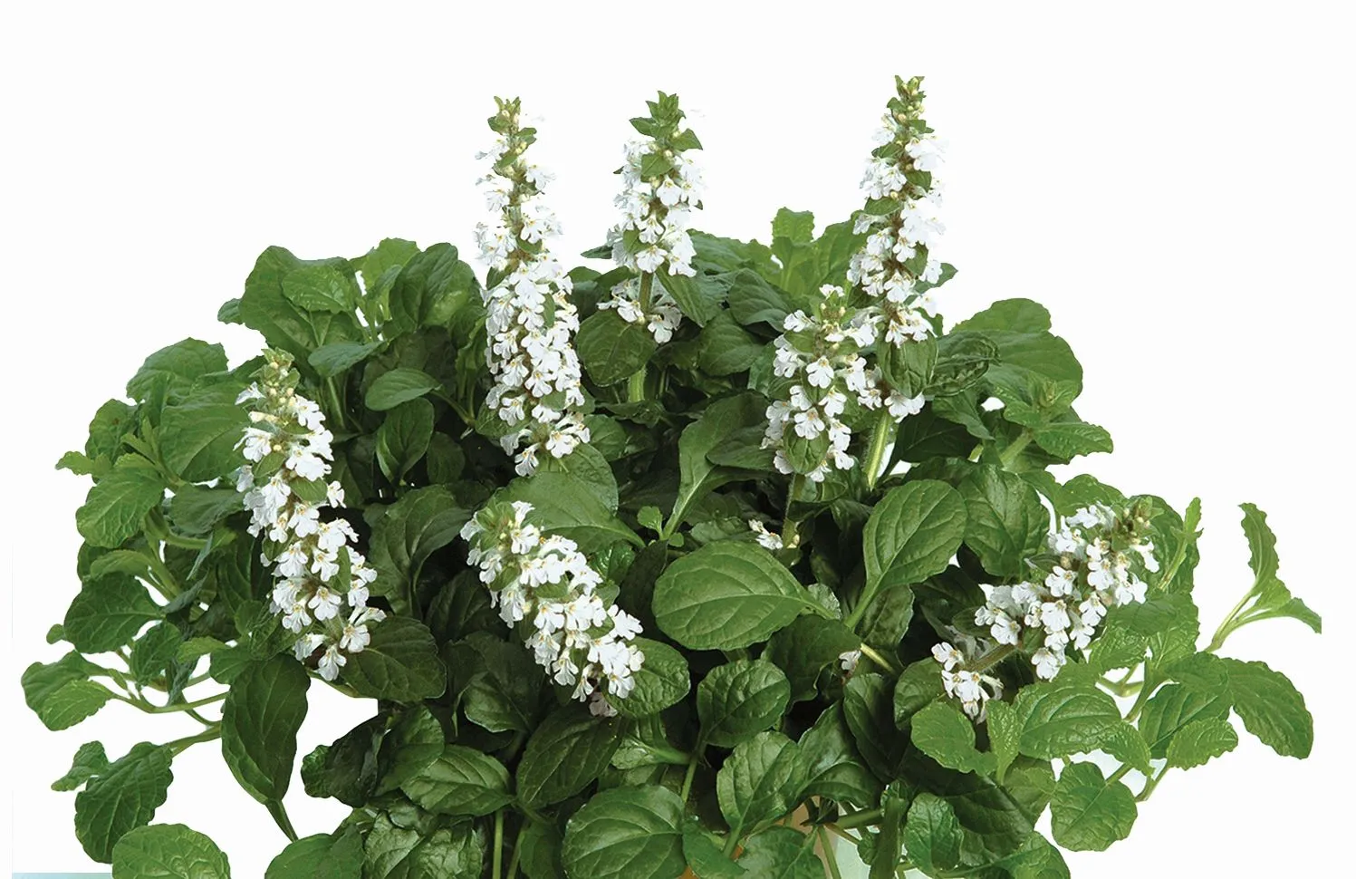 Ajuga Alba - Jaldety ©