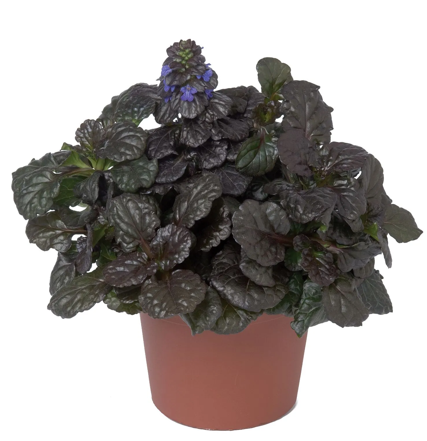 Ajuga Black Scallop - s Jaldety ©