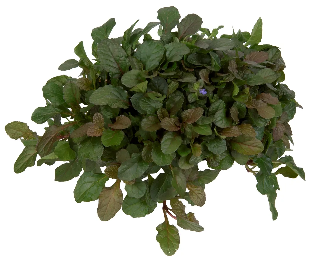 Ajuga Braun Hertz - Jaldety ©