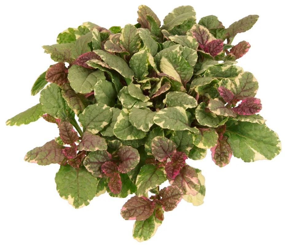Ajuga