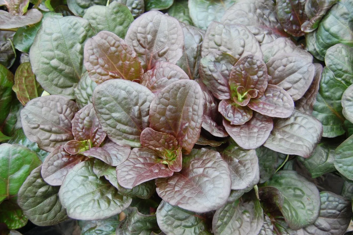 Ajuga Catlins Giant - s Jaldety ©