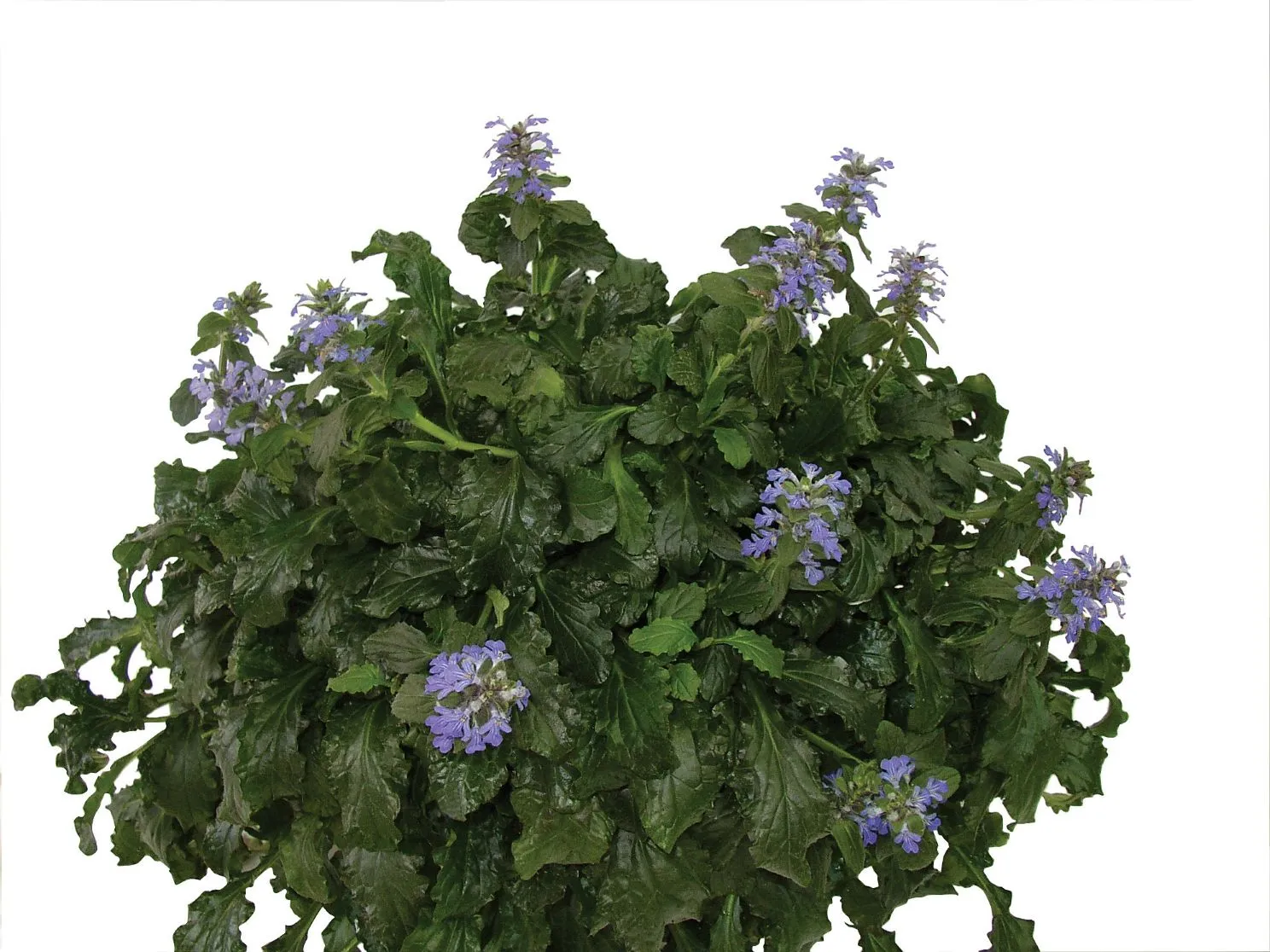 Ajuga Green - s Jaldety ©