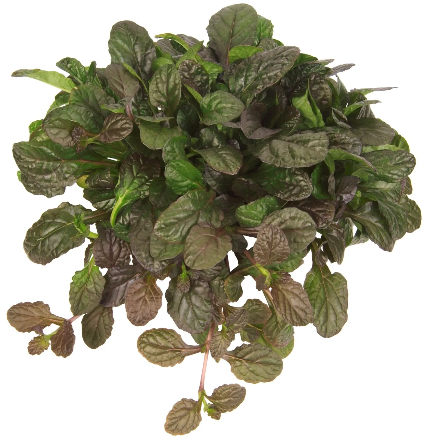 Ajuga Mahogany- s Jaldety ©