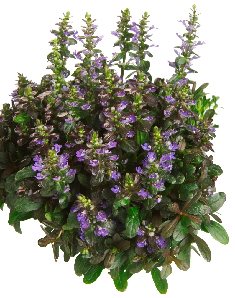 Ajuga Mini Mahagony - Jaldety ©