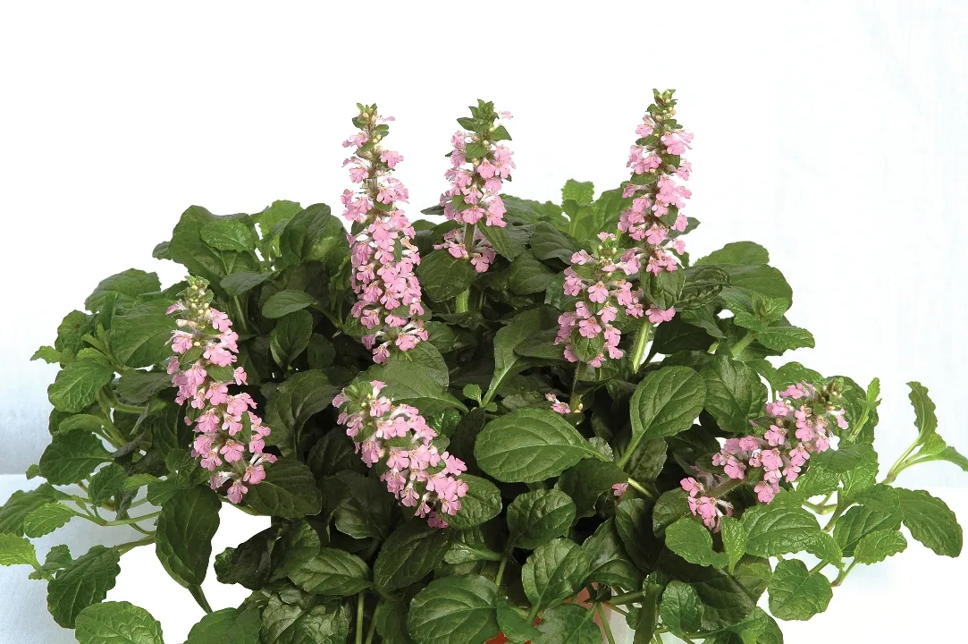 Ajuga Rosea - Jaldety ©