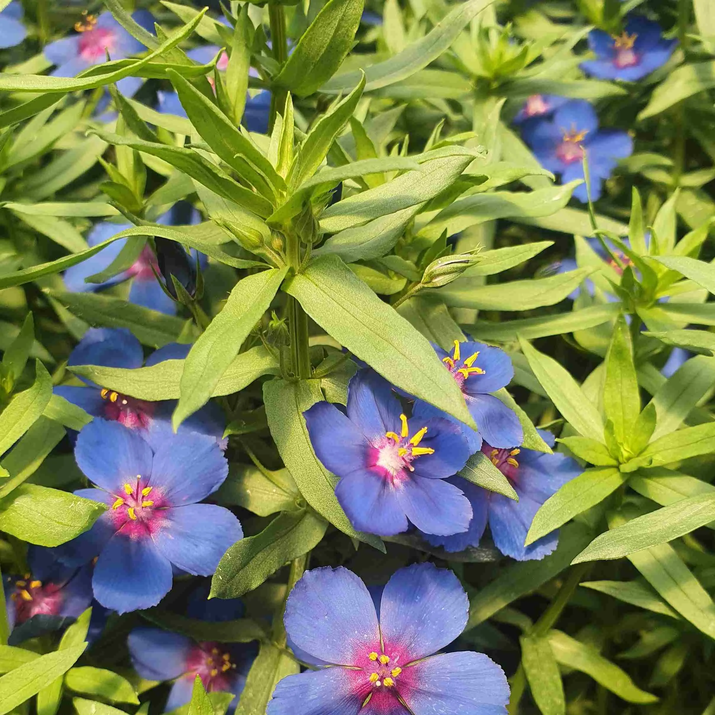 Anagallis Skylover -   © Jaldety