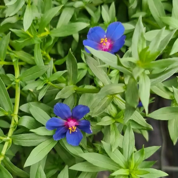 Anagallis