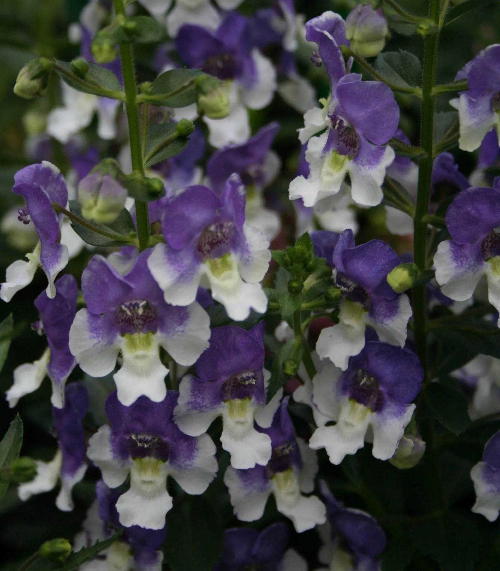 Angelonia