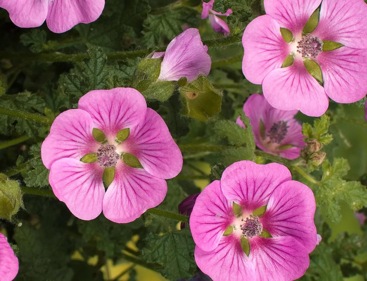 Anisodontea Elegans New Princess - s