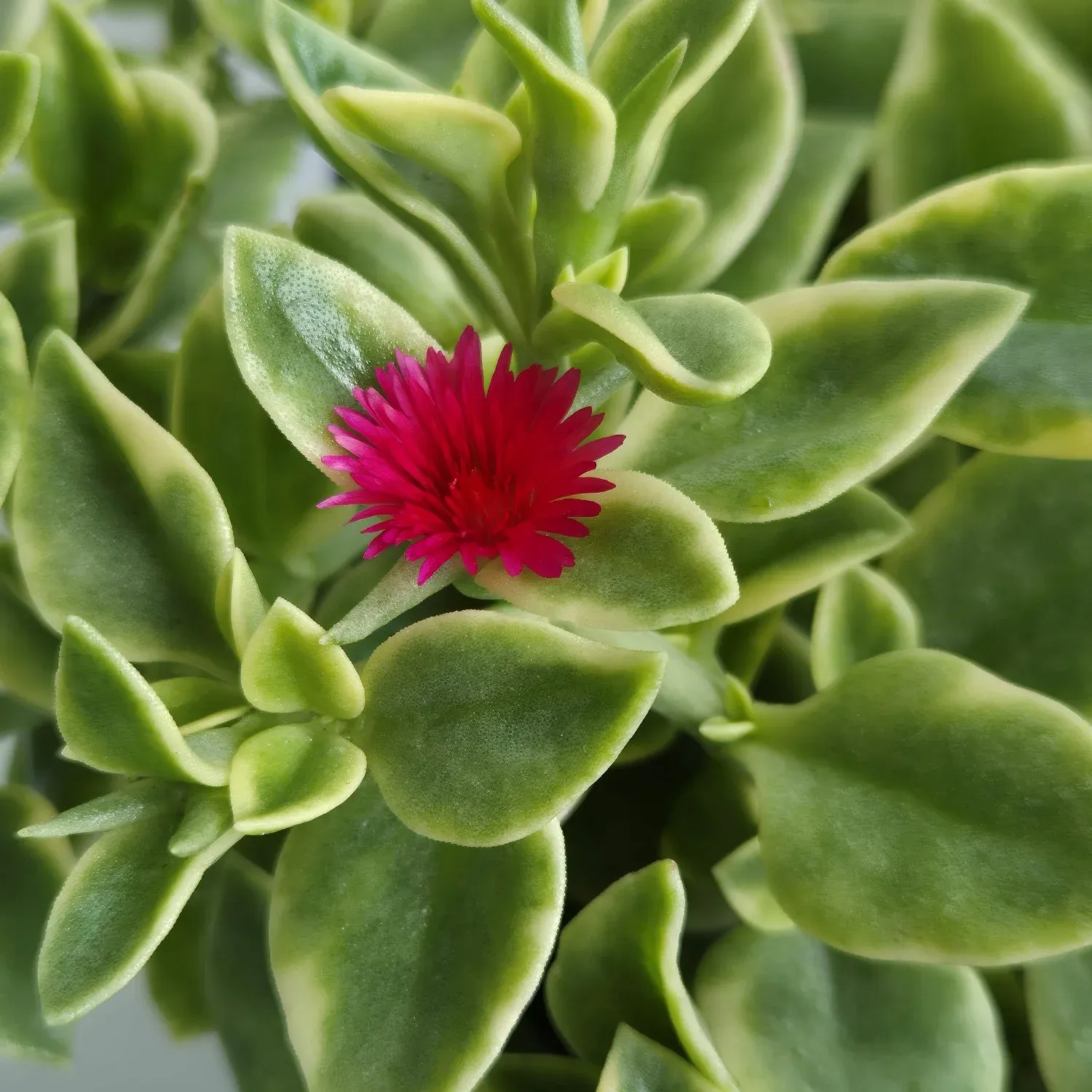 Aptenia Variegated - © Jaldety Flower