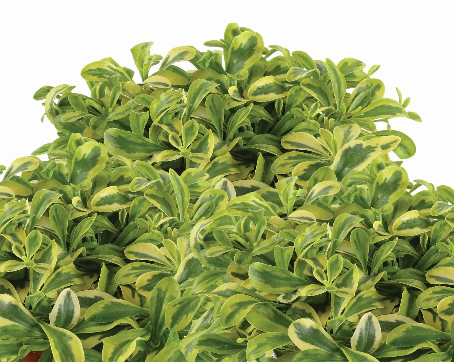 Arabis coburgii Old Gold - s Plant Jaldety ©