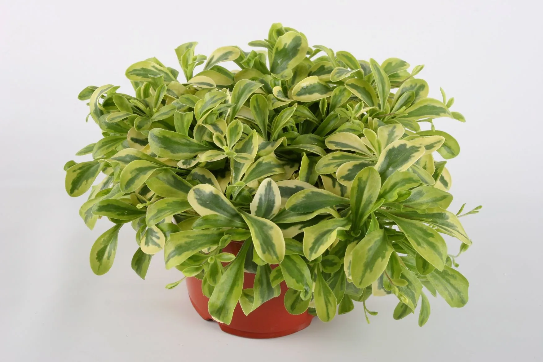Arabis coburgii Old Gold- s Jaldety ©
