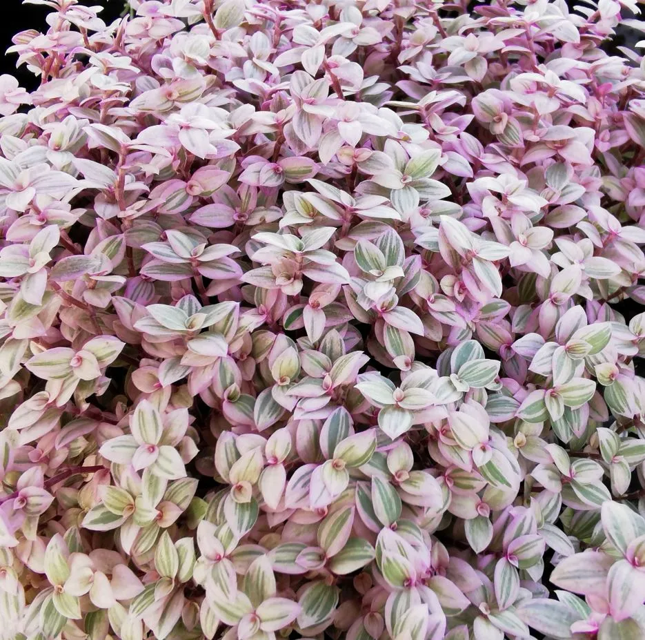 Callisia