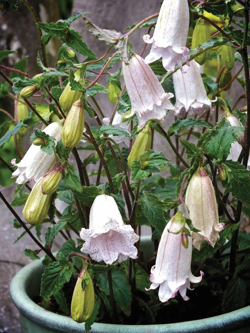 Campanula Milky Way - s Jaldety ©