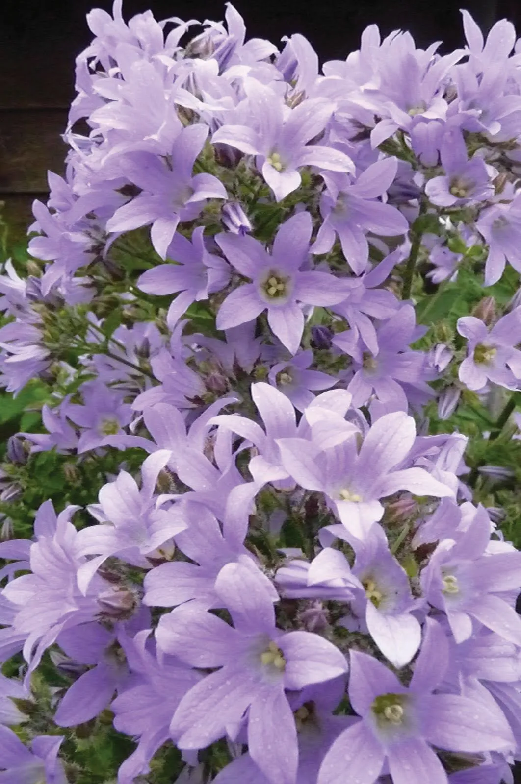 Campanula