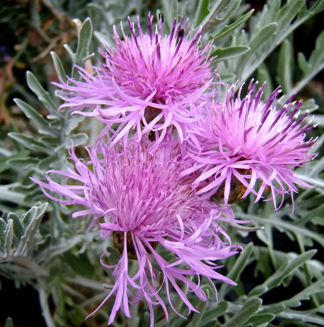 Centaurea Silver Feather - s Jaldety ©