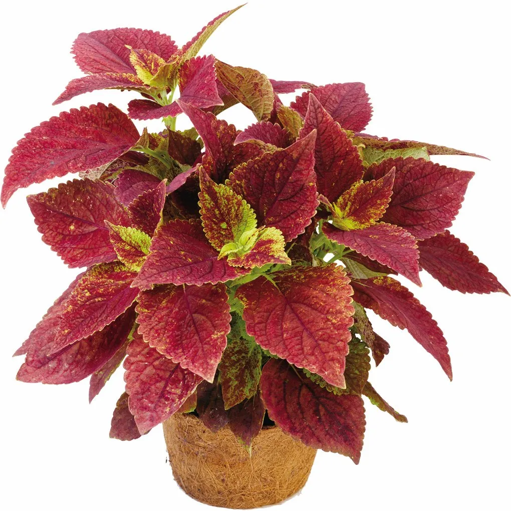 Coleus Alabama Sunset - s Jaldety ©
