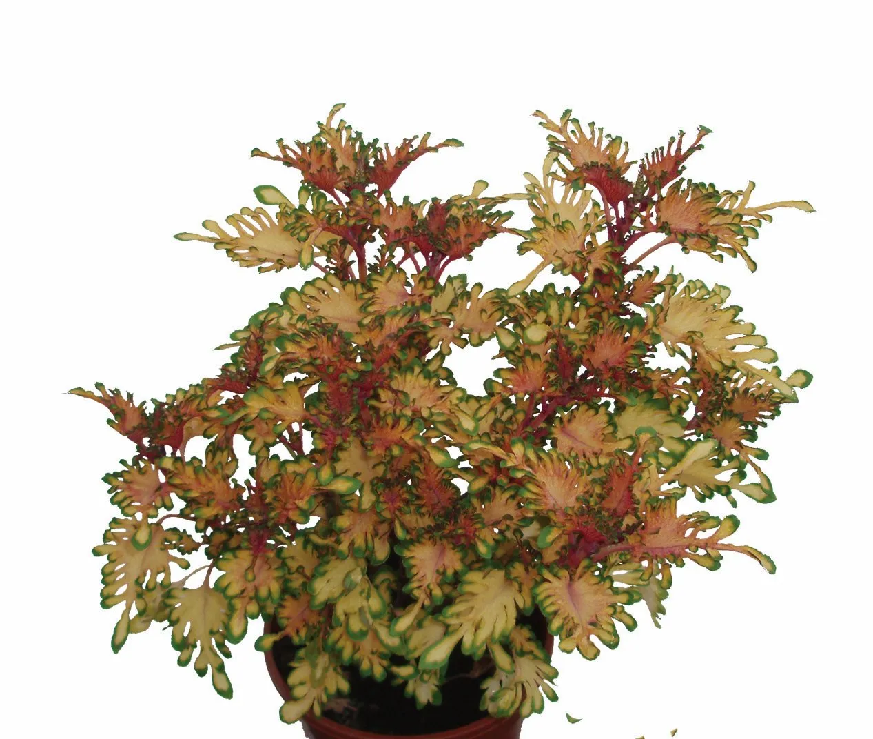 Coleus Colissima Peach Melba - s Jaldety ©