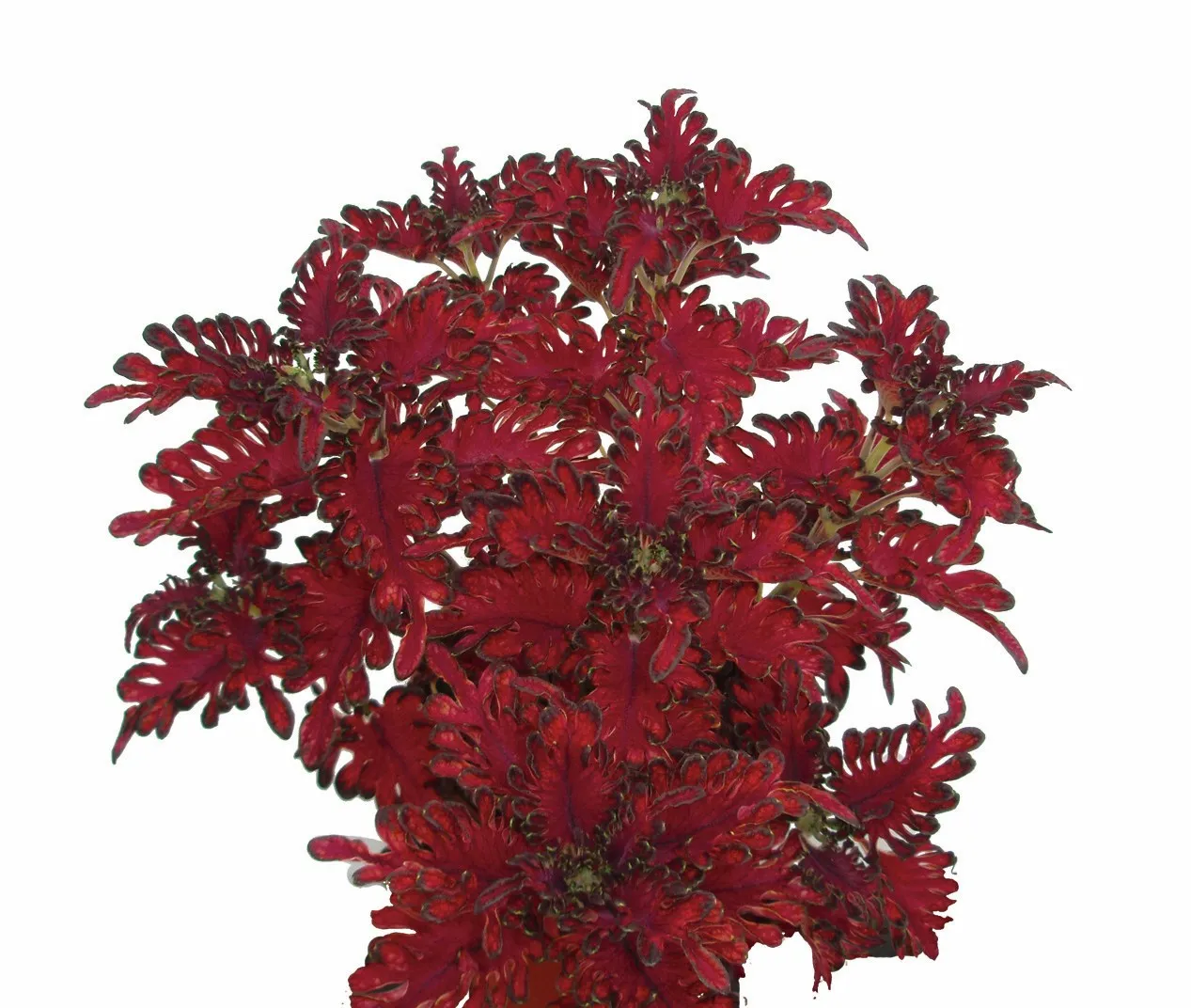 Coleus Colissma Raspberry - s Jaldety ©