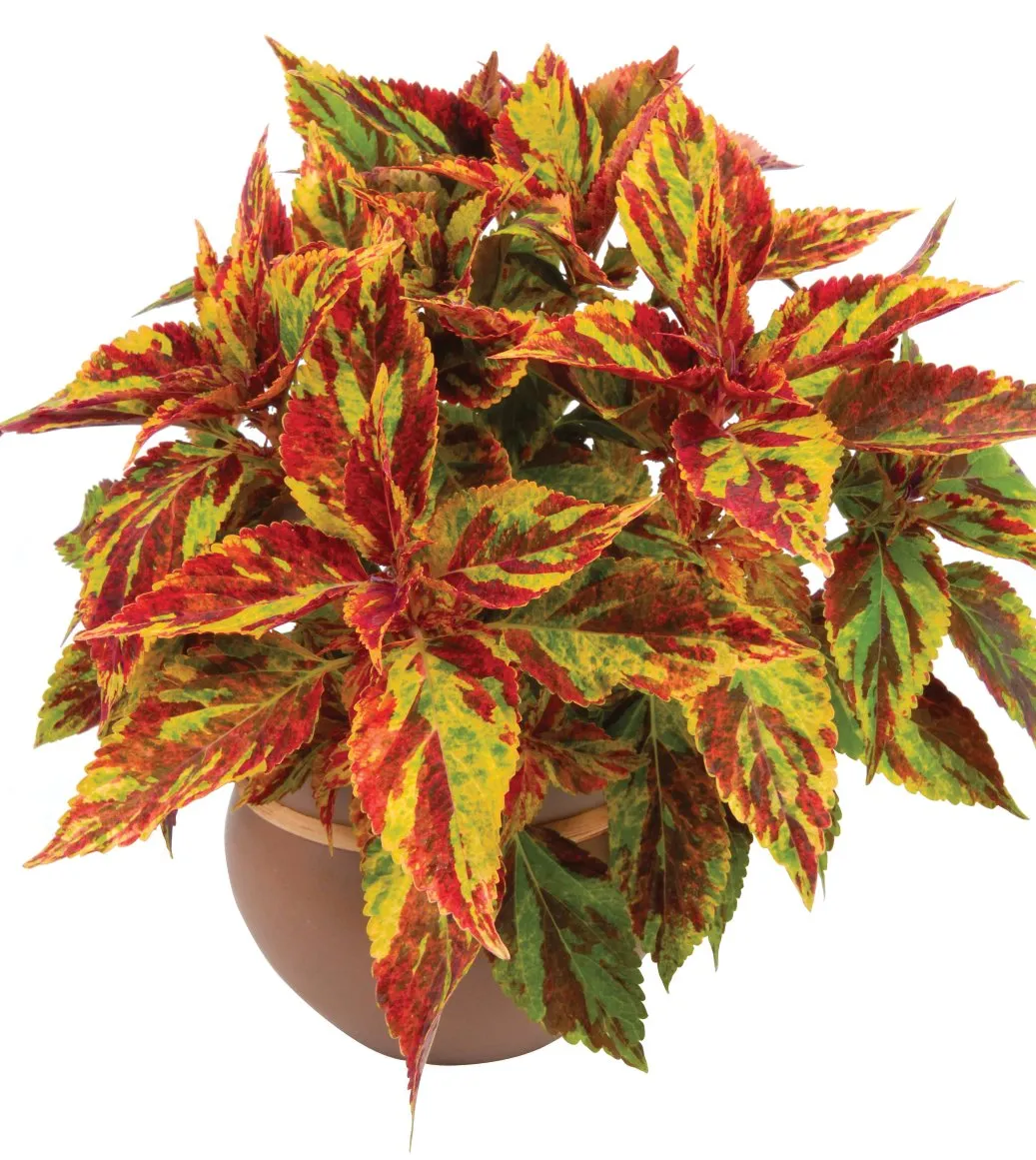 Coleus Combat - s Jaldety ©