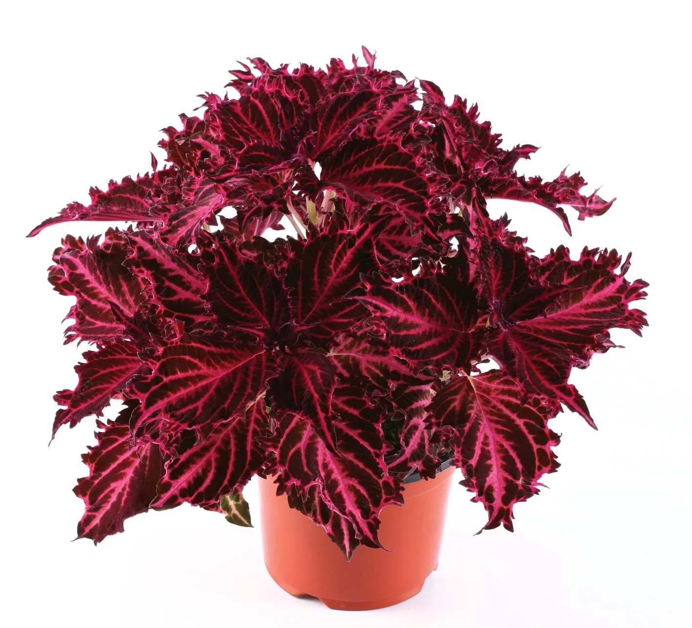 Coleus Crimson Velvet - s Jaldety ©