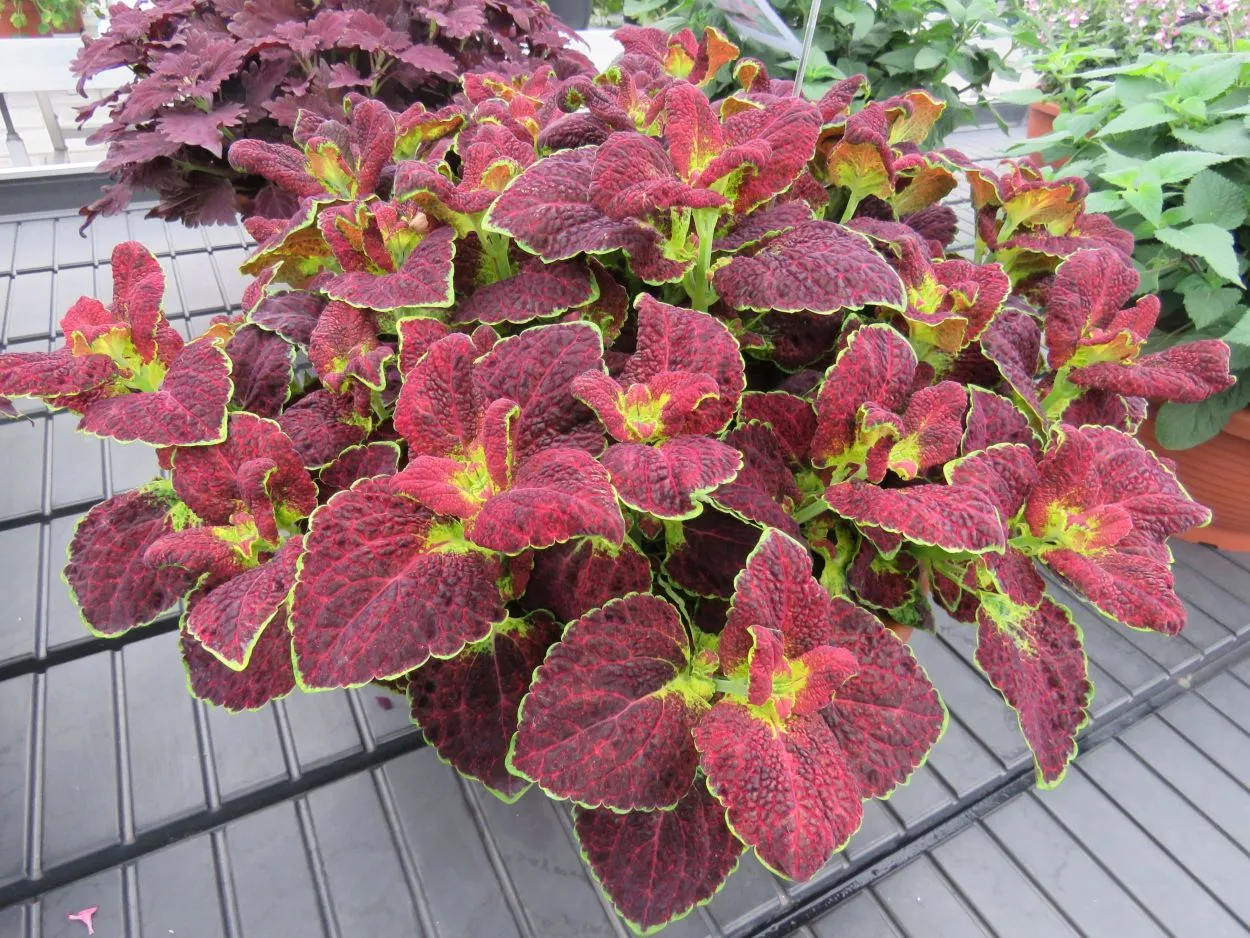 Coleus Dipt in Wine - s Jaldety ©