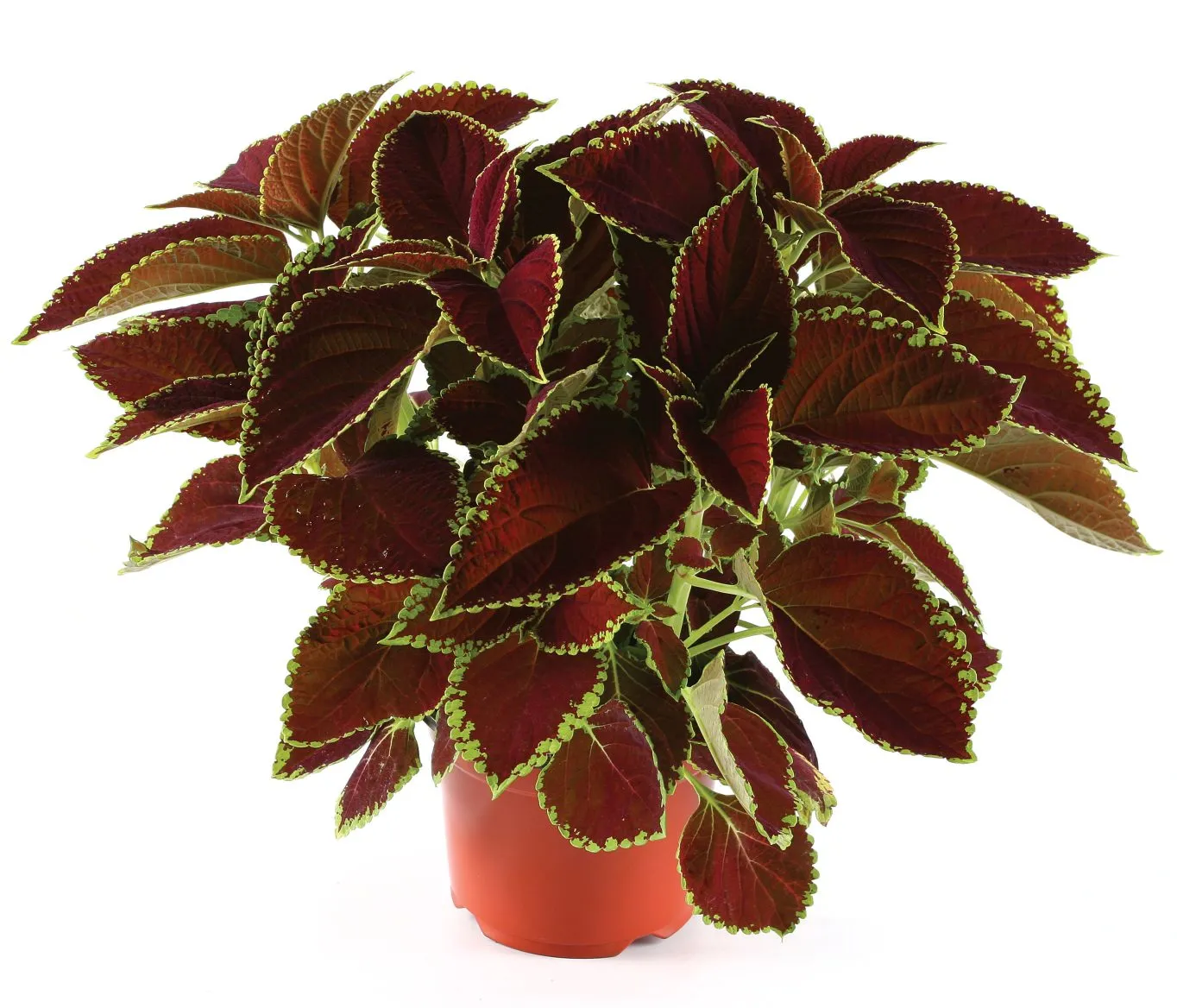 Coleus Fireball- s Jaldety ©