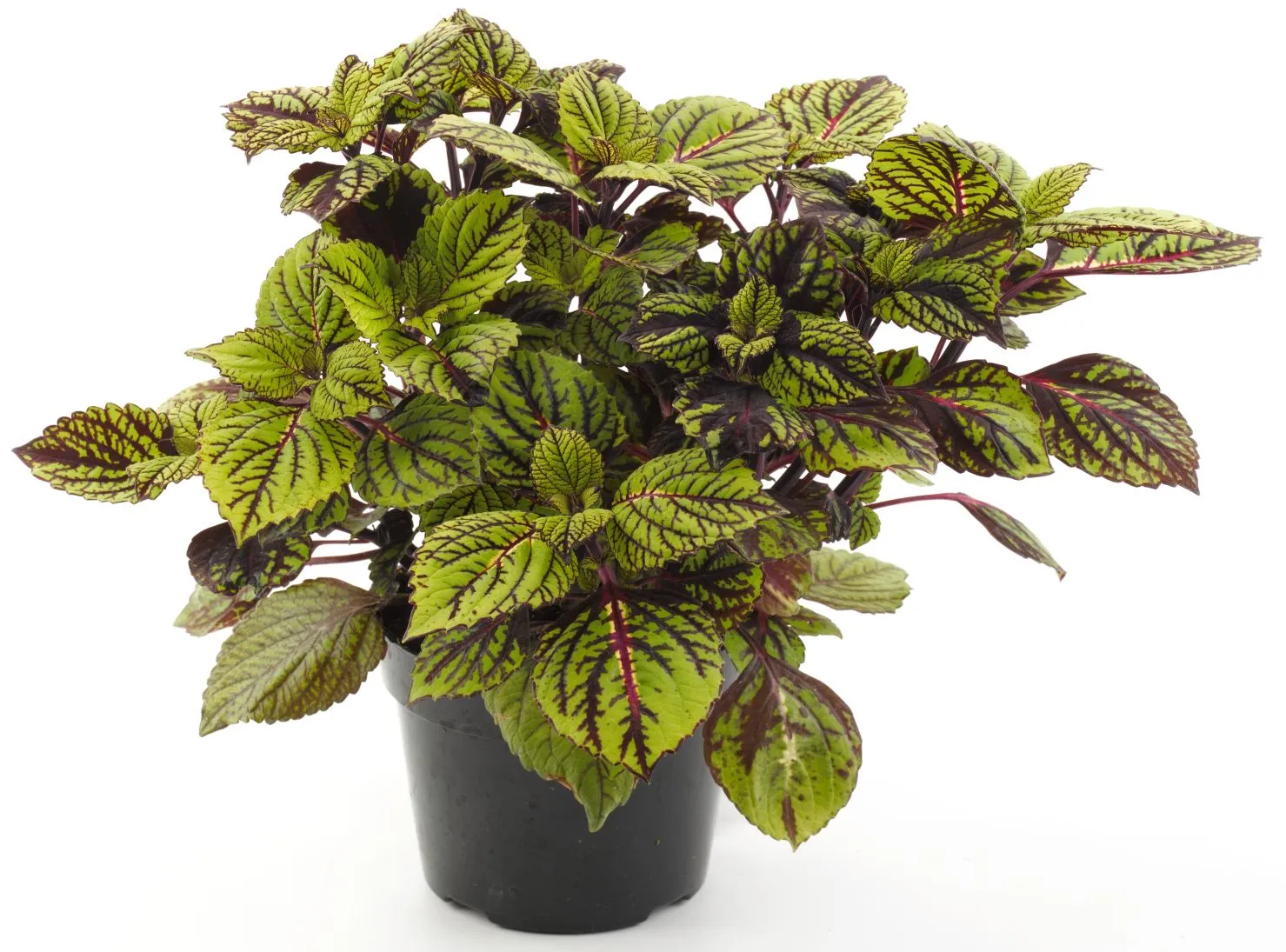 Coleus Fishnet Stocking- s Jaldety ©