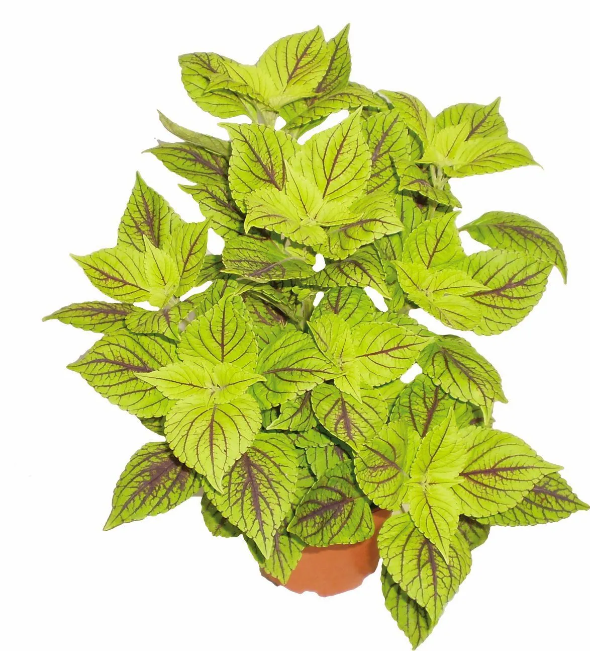 Coleus Gay's Delight - s Jaldety ©