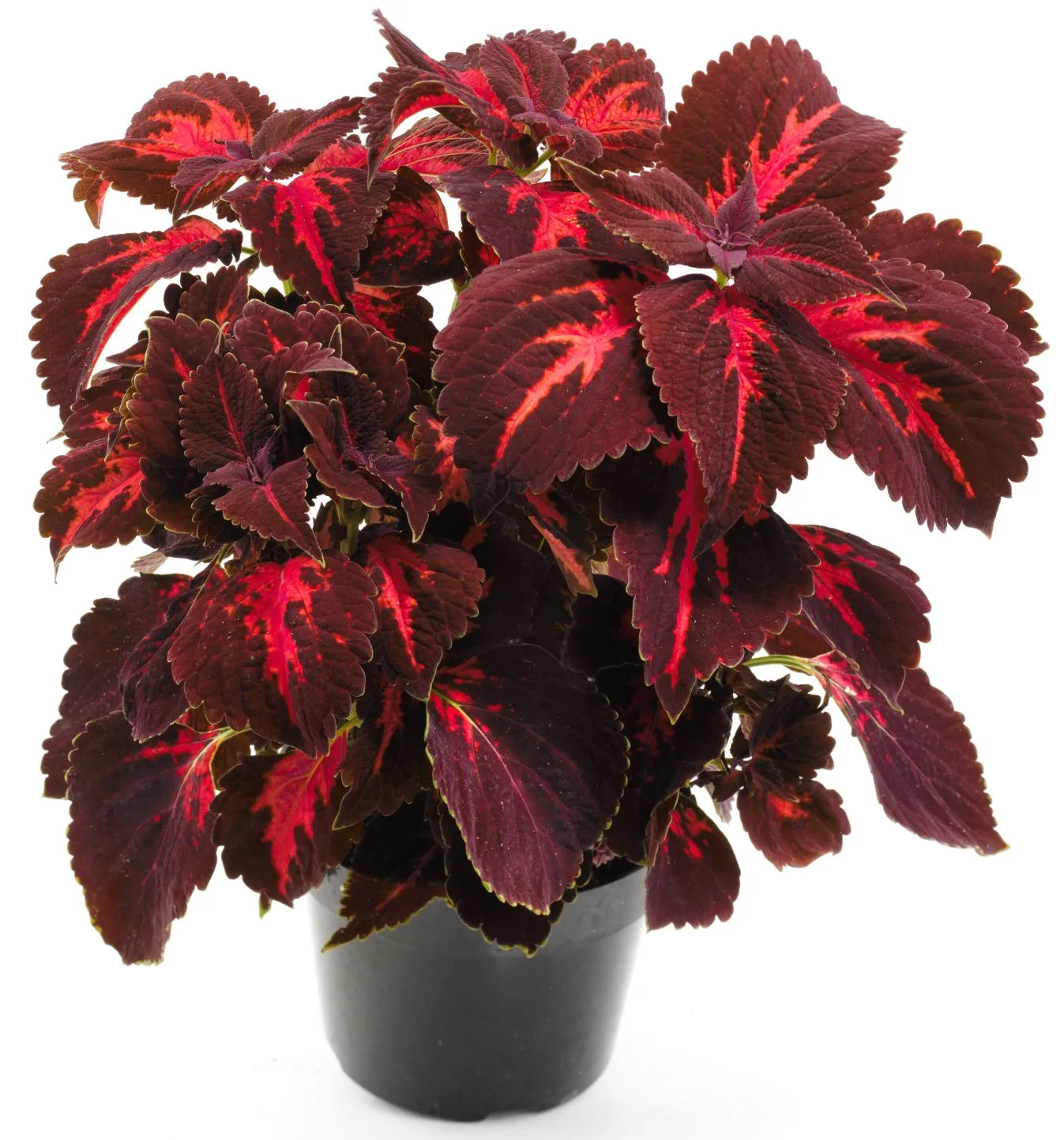 Coleus Kingswood Torch - s Jaldety ©