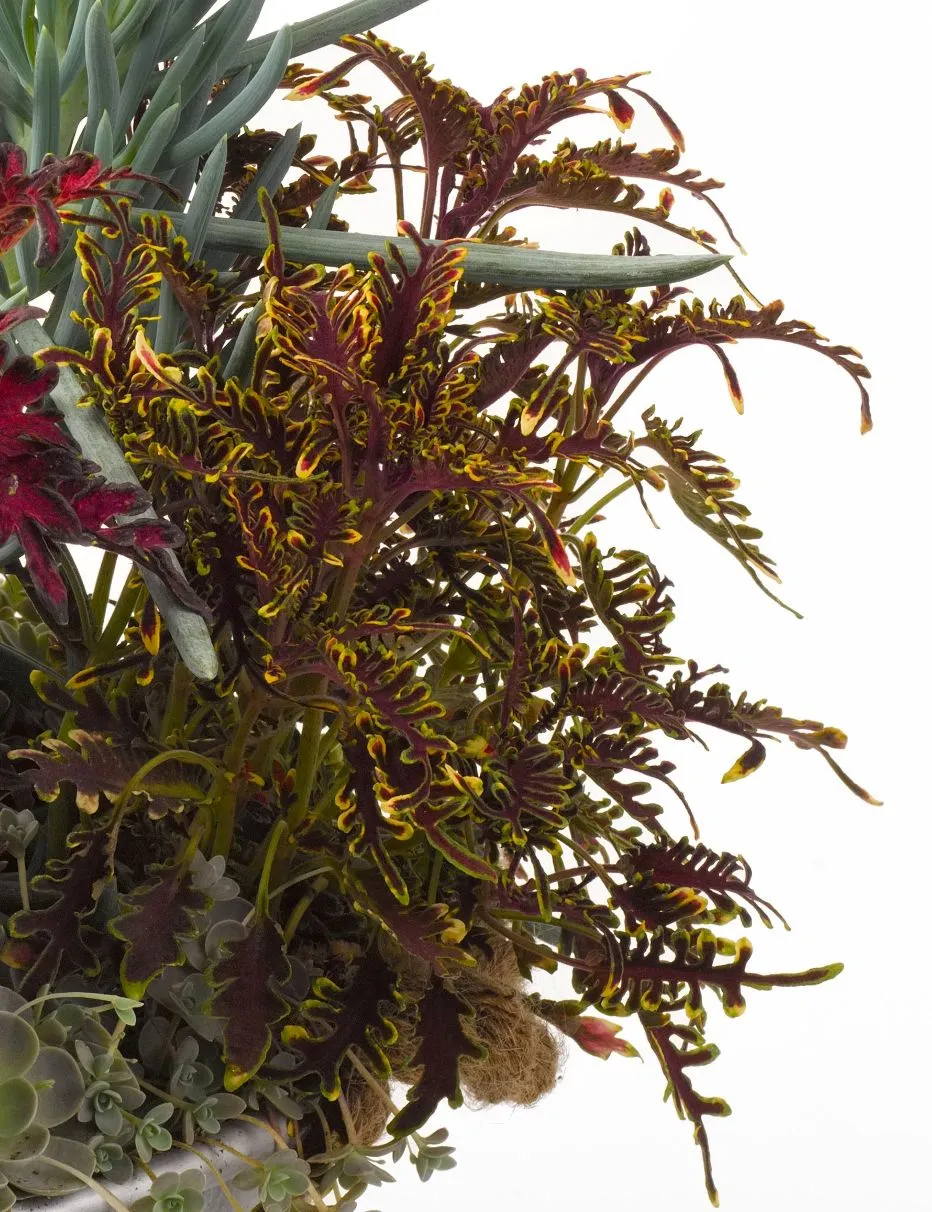 Coleus Kiwi Fern - s Jaldety ©