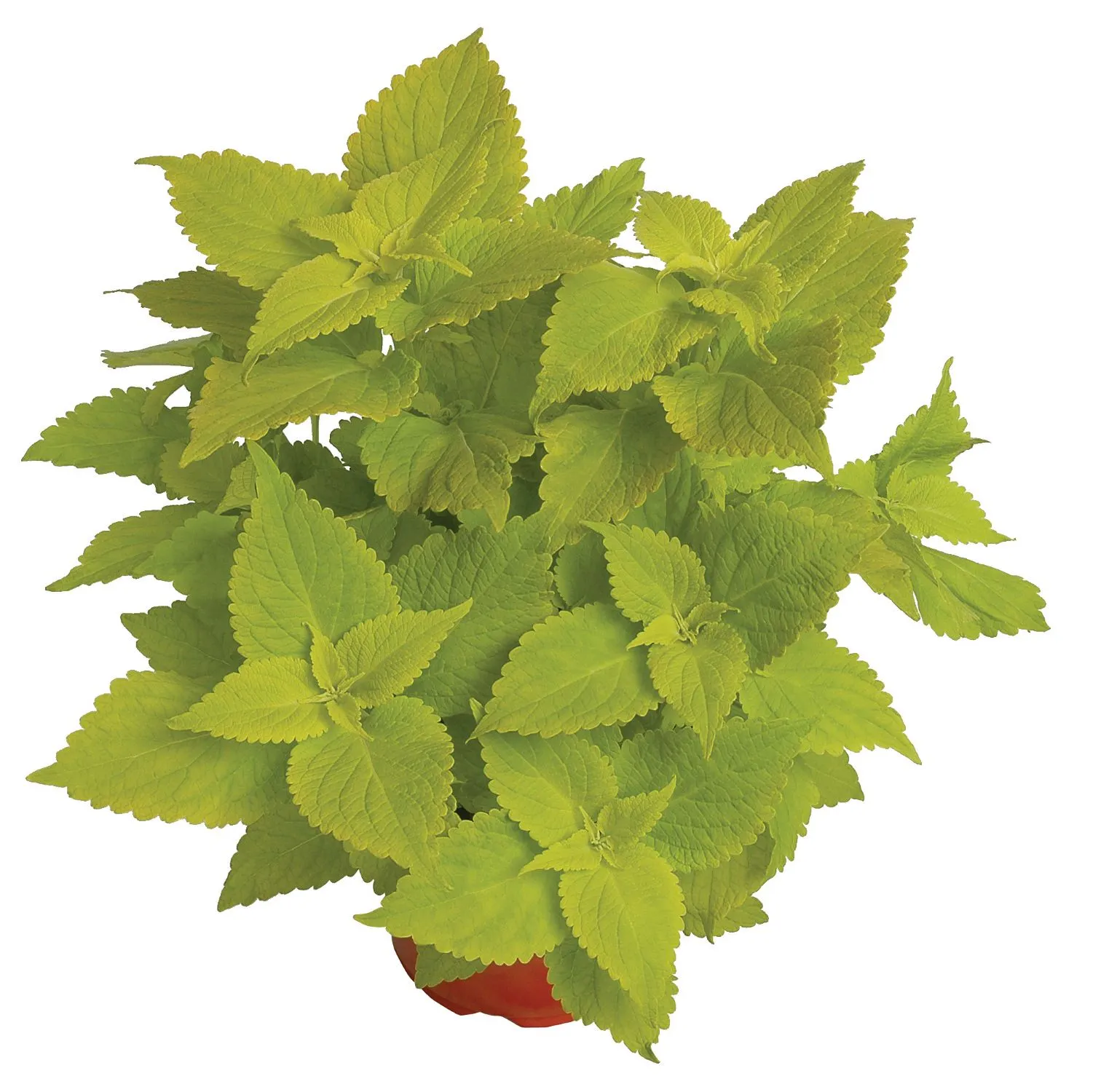 Coleus Lime- s Jaldety ©