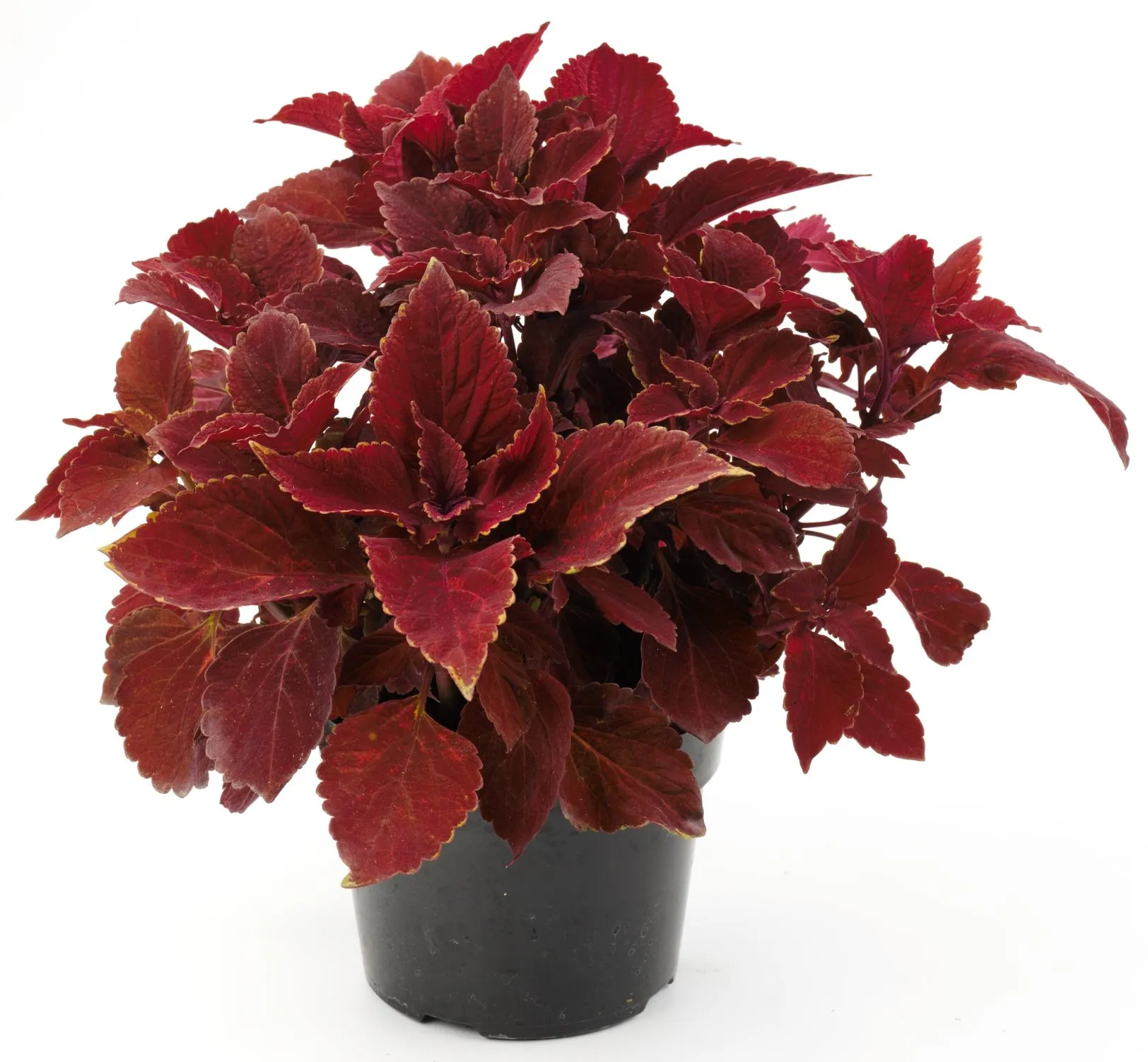 Coleus Oxblood -s Jaldety ©