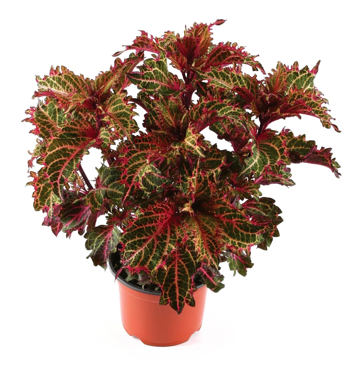 Coleus Peters Wonder - s Jaldety ©