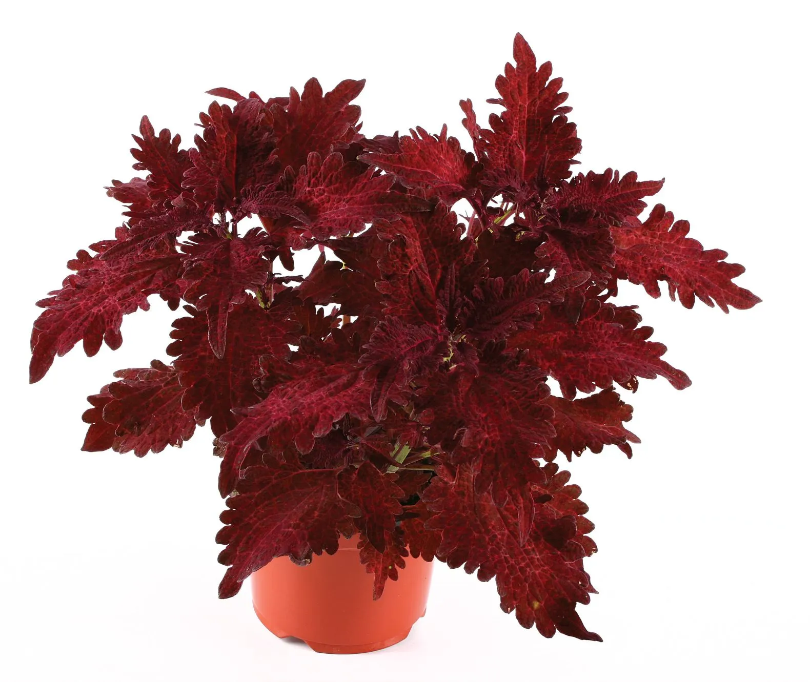 Coleus Pineapplette Red - s Jaldety ©