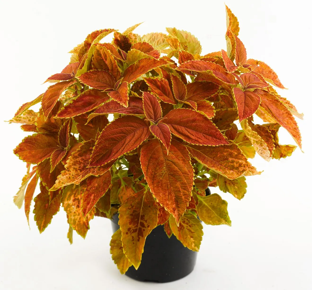 Coleus Rustic Orange - s Jaldety ©