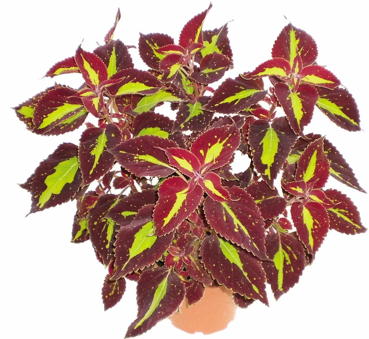 Coleus Saturan - s Jaldety ©