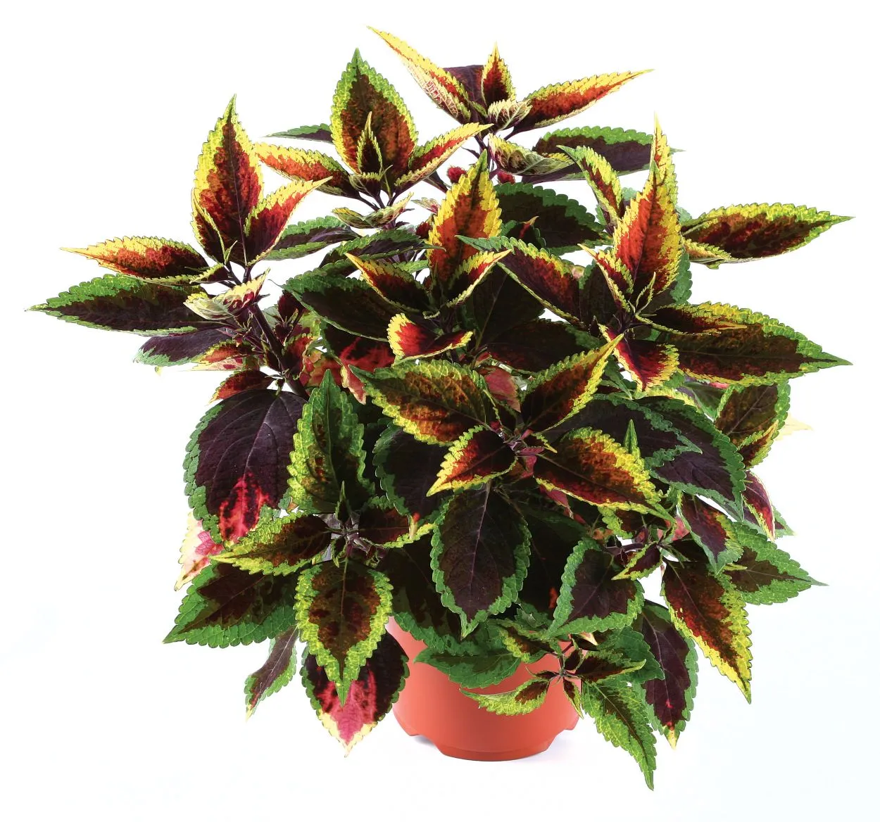 Coleus Walter Turner - s Jaldety ©