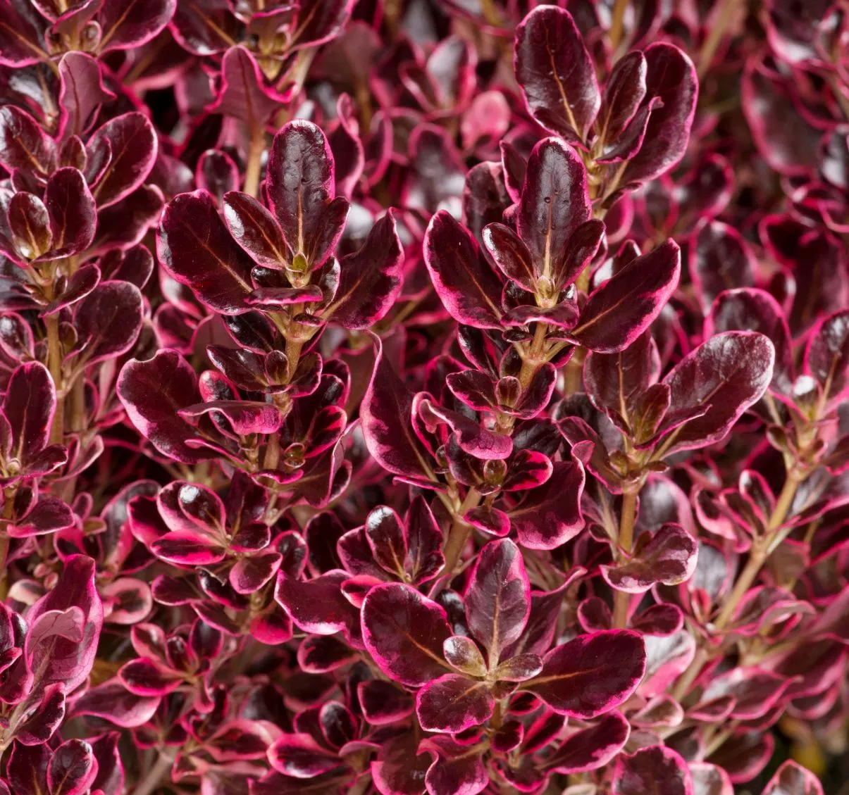 Coprosma