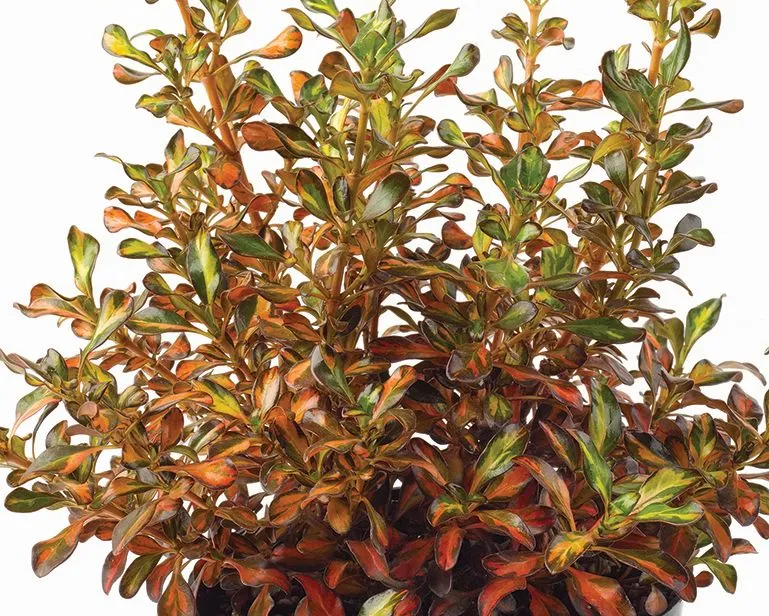 Coprosma Evening Glow - Jaldety © 