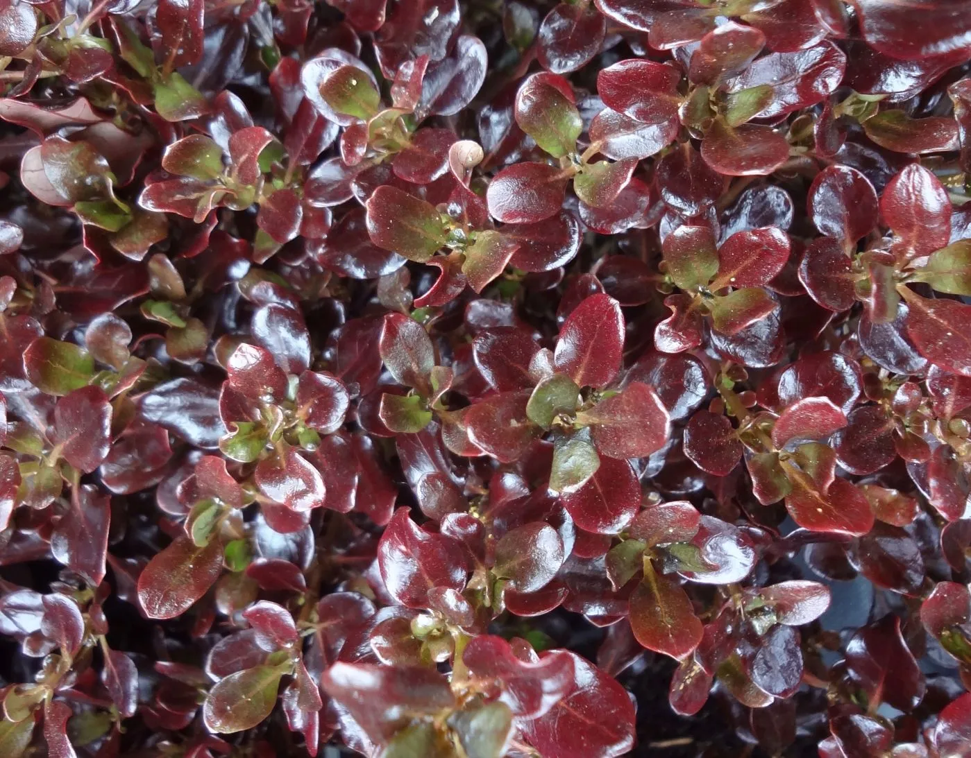 Coprosma Pacific Night - s Jaldety © 2