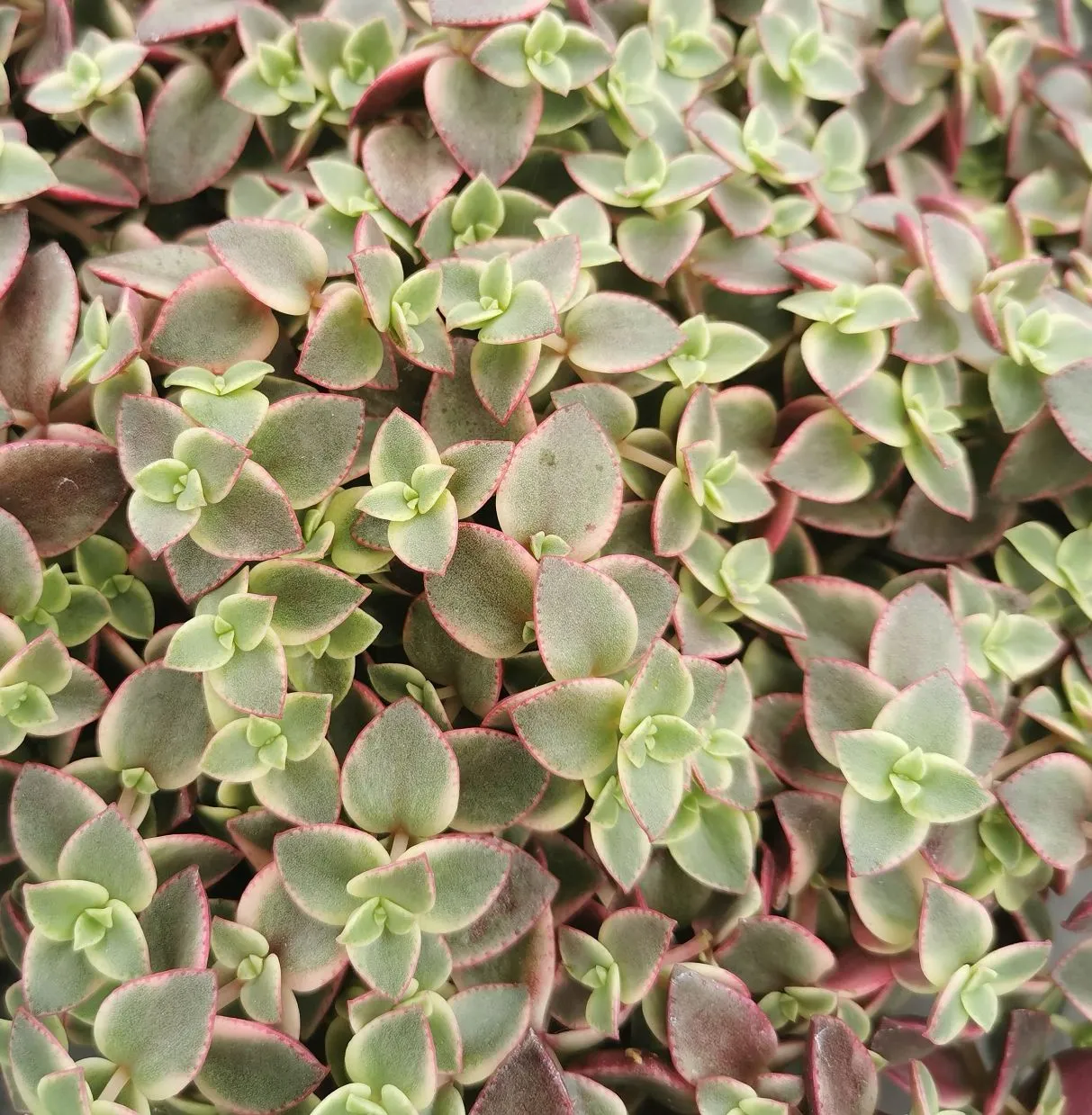 Crassula marginalis Variegata - Jaldety ©