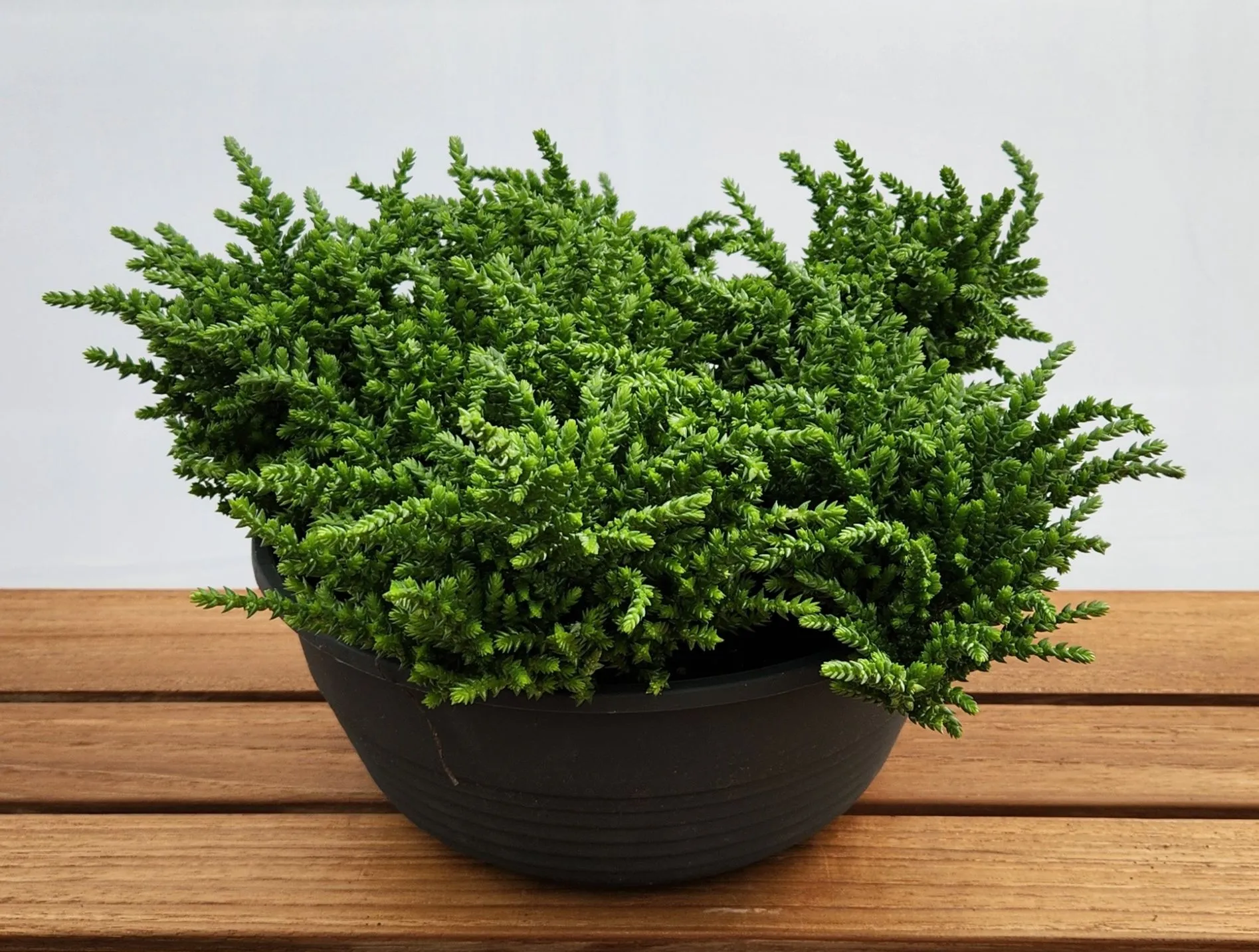 Crassula muscosa Lizard Tail -  Jaldety ©