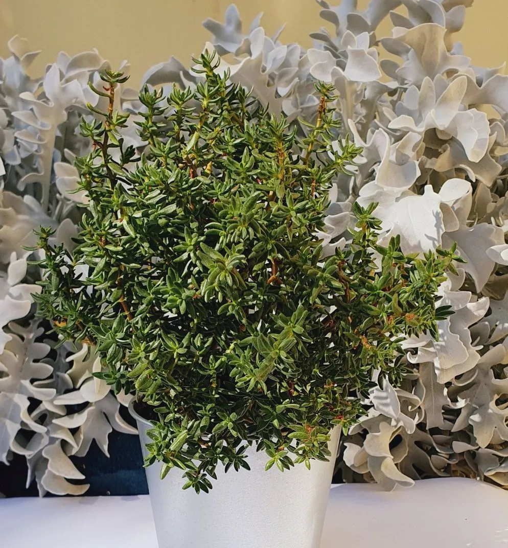 Crassula sarcocaulis - Jaldety ©