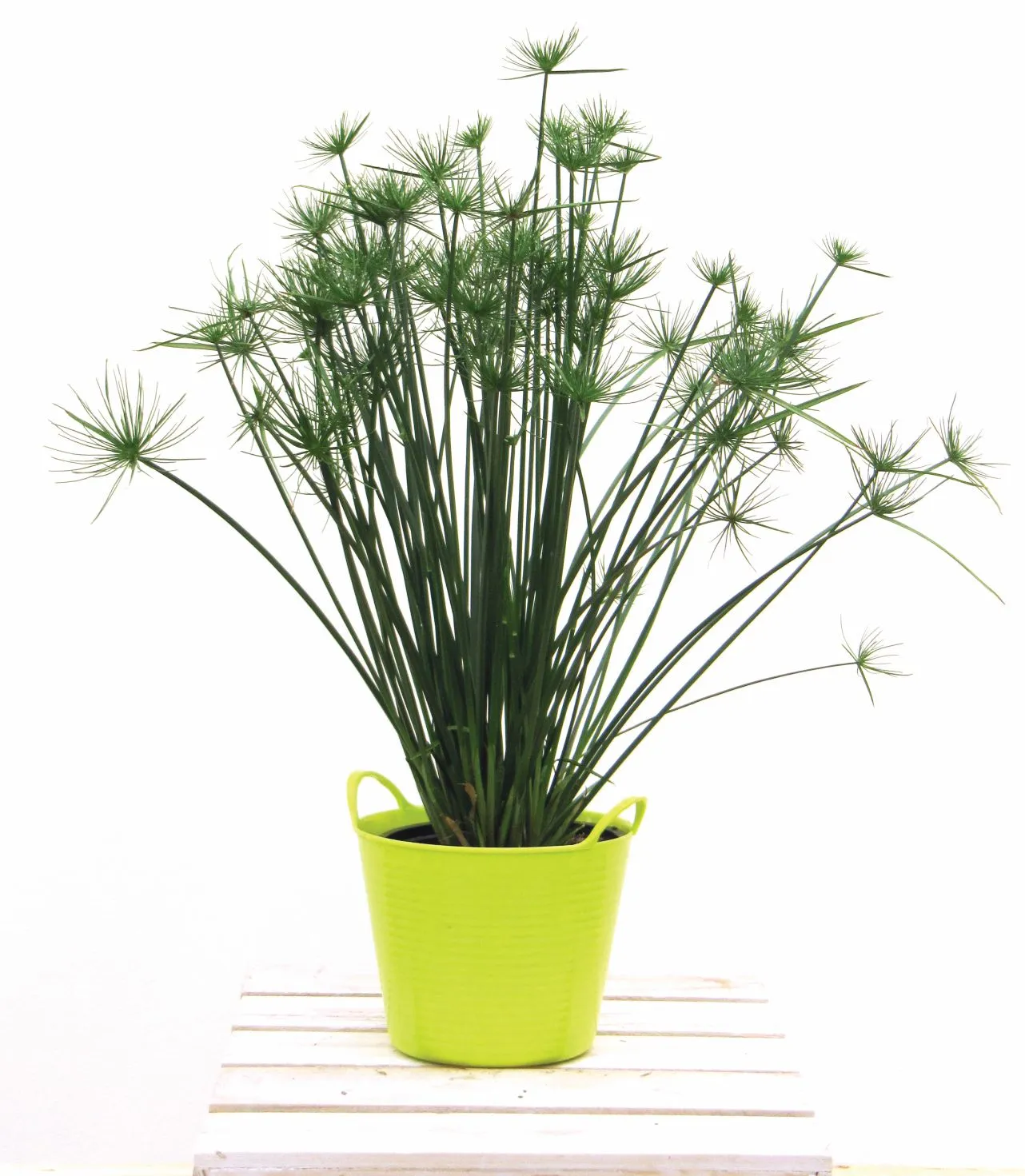 Cyperus