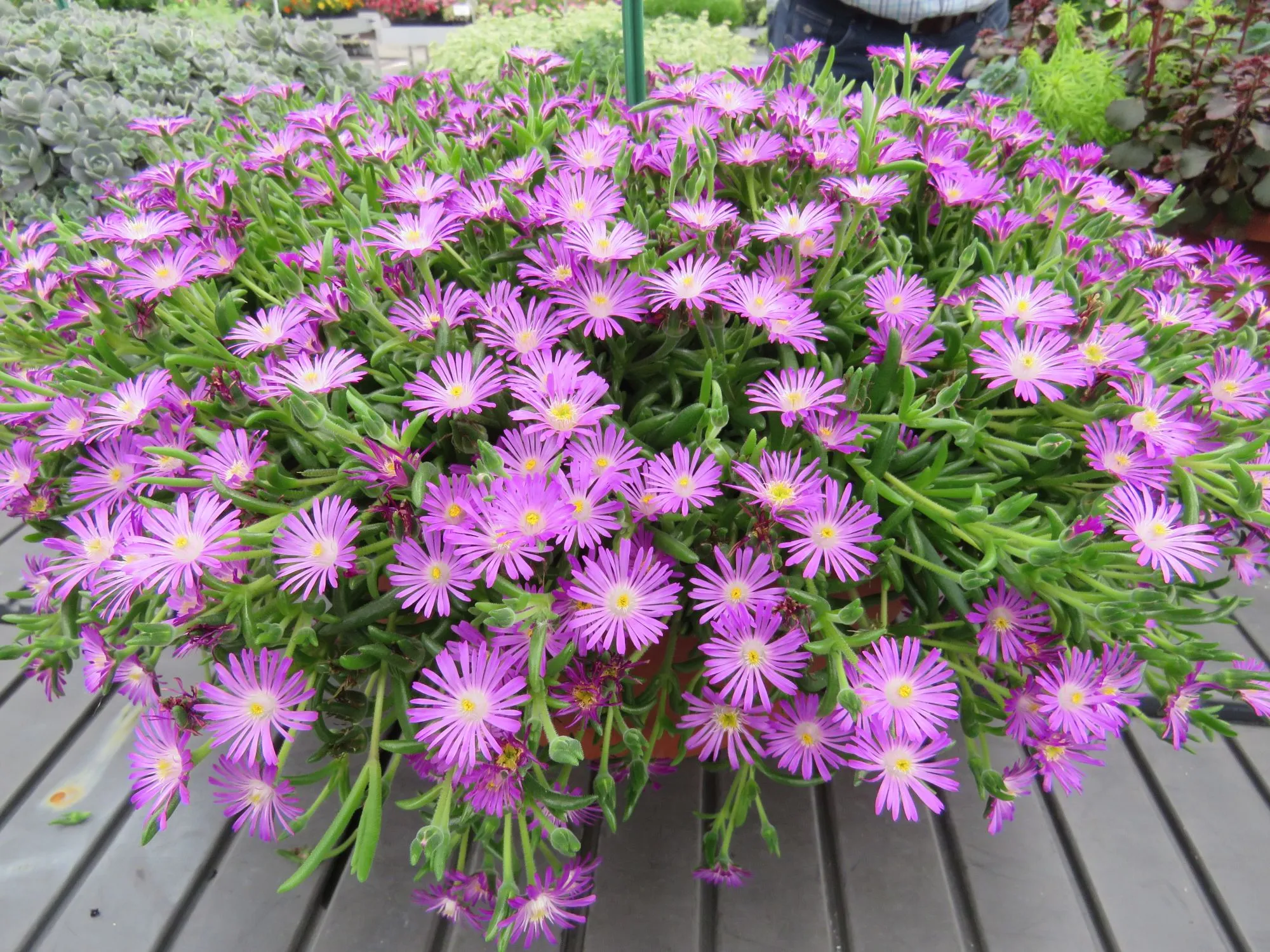Delosperma Hot Pink -  Jaldety ©