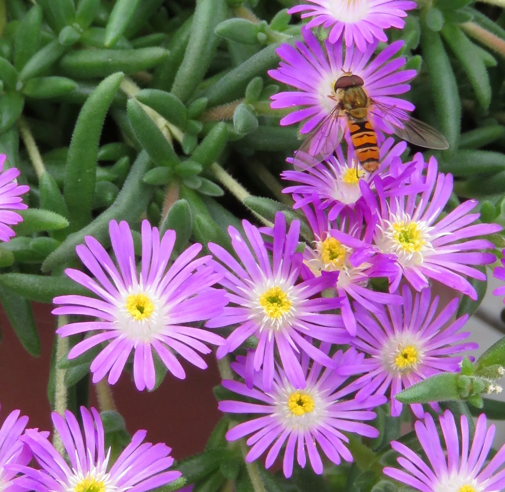 Delosperma Hot Pink flowers - s1 Jaldety